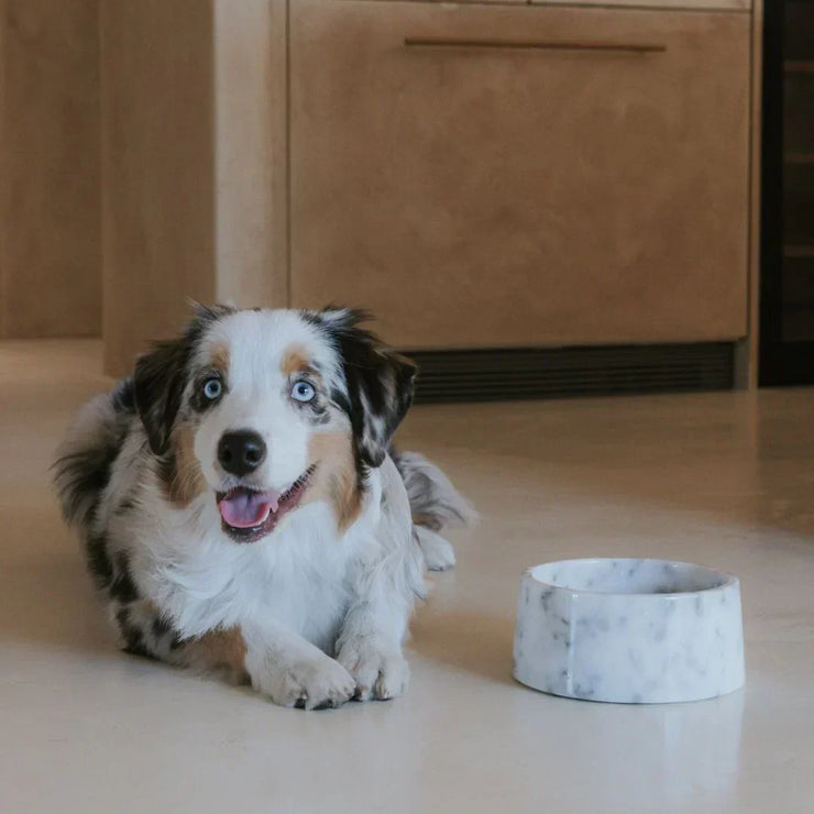 Premium Marble Dog Bowl